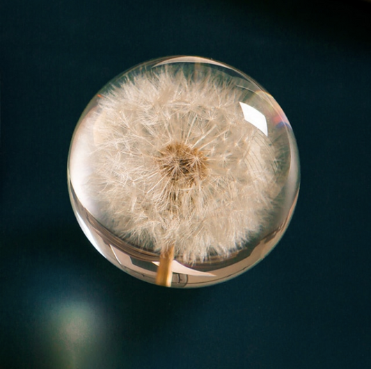 Real Dandelion Crystal Glass Resin Lens Ball 80cm